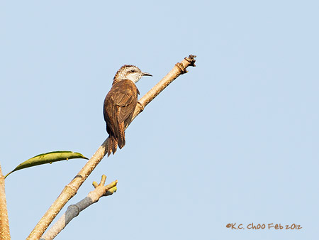 Banded-bay Cuckoo