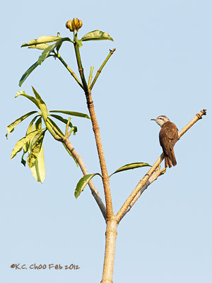 Banded-bay Cuckoo