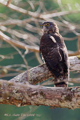 Large Hawk Cuckoo