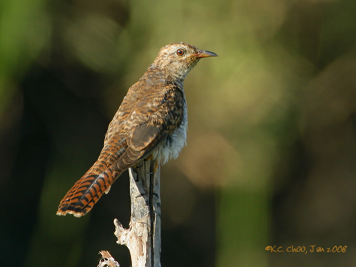 Plaintive Cuckoo