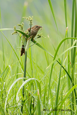 Plaintive Cuckoo