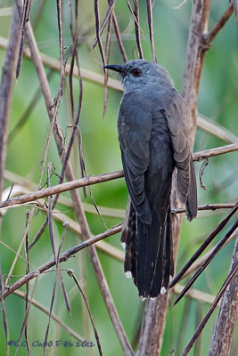 Plaintive Cuckoo
