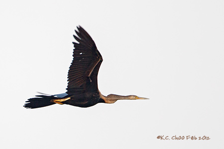Darter