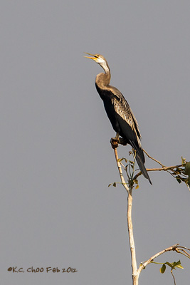 Darter