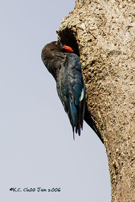 Dollarbird
