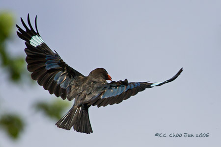 Dollarbird