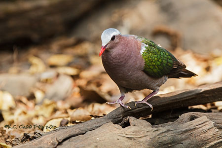 Emerald Dove