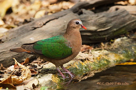 Emerald Dove