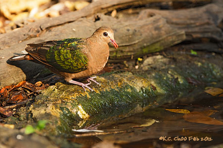 Emerald Dove