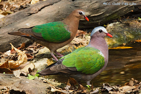 Emerald Dove