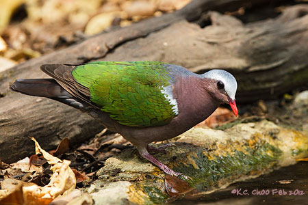 Emerald Dove