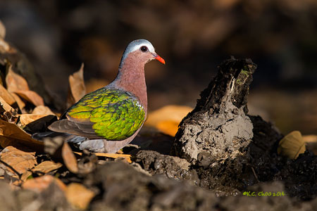 Emerald Dove