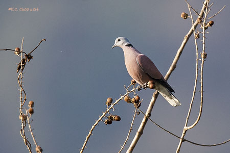 Red-collared Dove