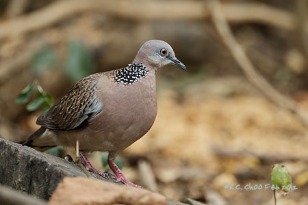 Spotted Dove