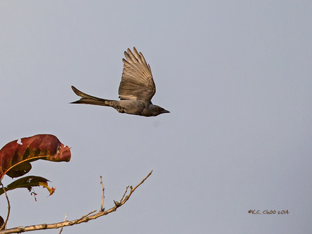 Ashy Drongo