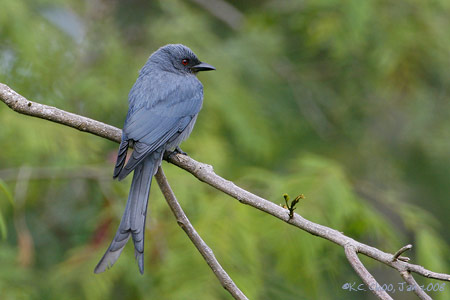Ashy Drongo