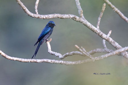Ashy Drongo