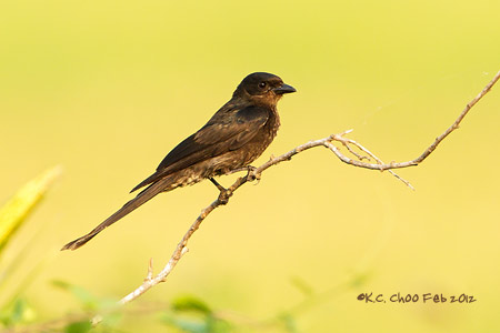 Black Drongo