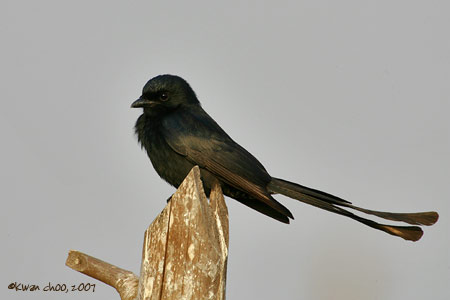 Black Drongo