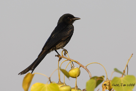 Black Drongo