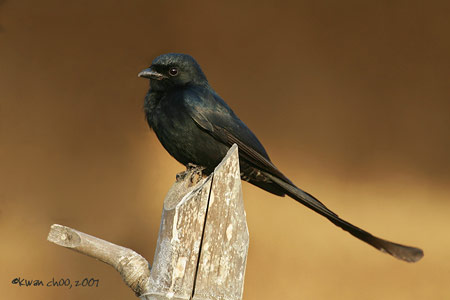 Black Drongo