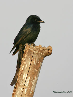 Black Drongo