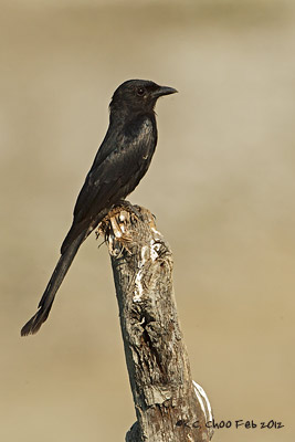 Black Drongo