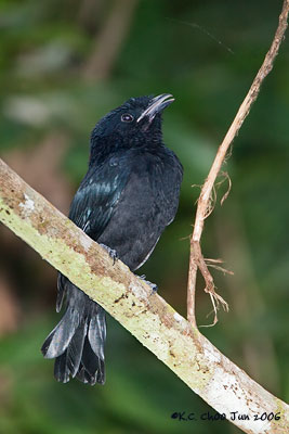 Greater Racket-tailed Drongo