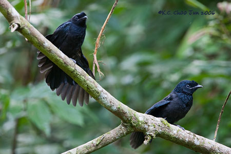 Greater Racket-tailed Drongo