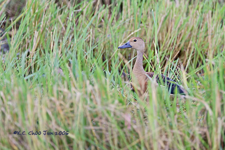 Lesser Whistling Duck