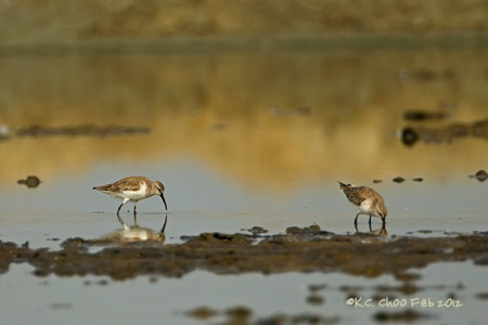 Dunlin