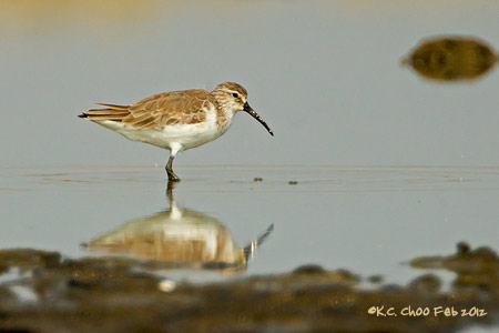 Dunlin
