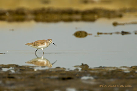Dunlin