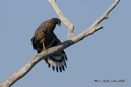 Crested Serpent Eagle