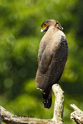 Crested Serpent Eagle