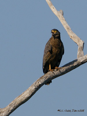Crested Serpent Eagle