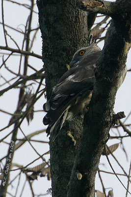Mountain Hawk Eagle