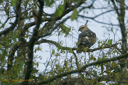 Mountain Hawk Eagle