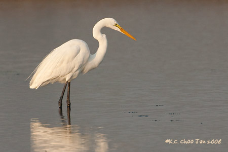 Great Egret