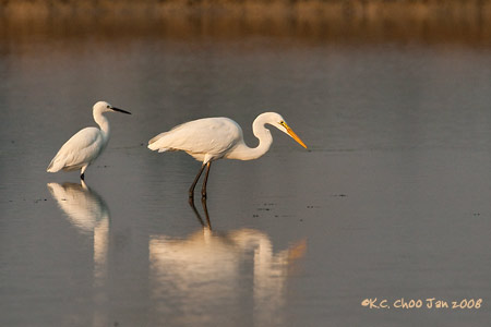 Great Egret