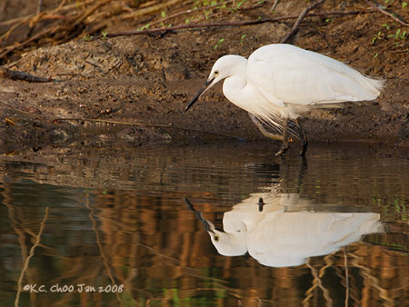 Little Egret