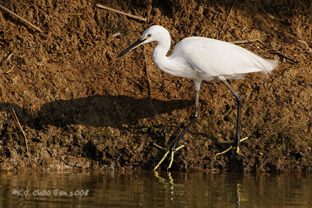 Little Egret