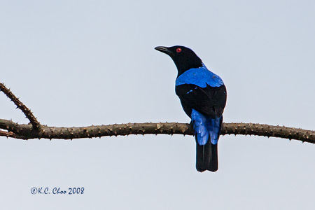 Asian Fairy Bluebird