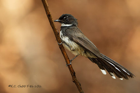 Pied Fantail