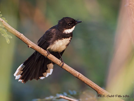 Pied Fantail