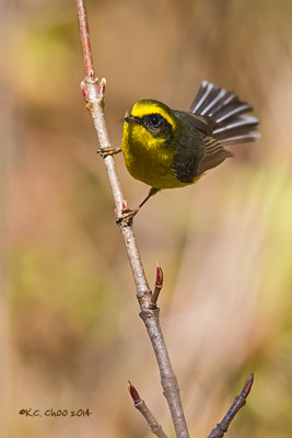 Yellow-bellied Fantail