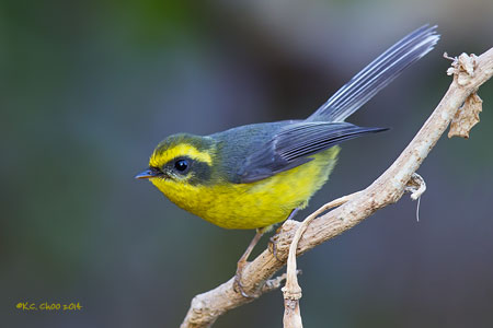 Yellow-bellied Fantail