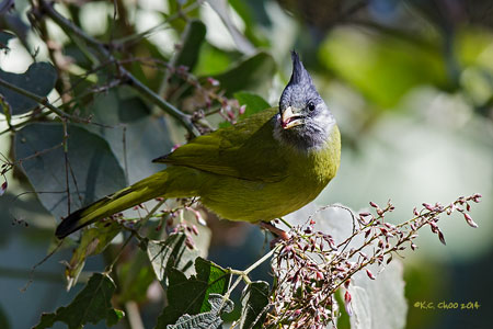 Crested Finchbill