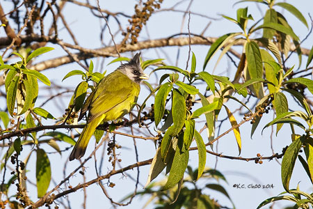 Crested Finchbill