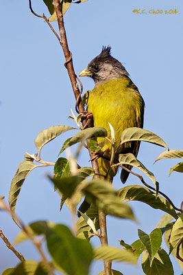 Crested Finchbill